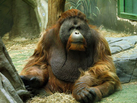 Смотреть фото Орангутан: большая рыжая обезьяна Фото Орангутан: большая рыжая обезьяна