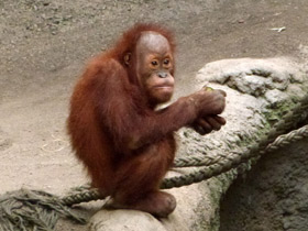 Смотреть фото Орангутан: большая рыжая обезьяна Фото Орангутан: большая рыжая обезьяна
