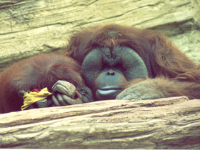 Борнейский орангутан
