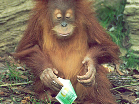 Борнейский орангутан Борнейский орангутан