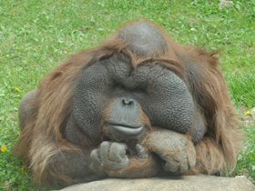 Смотреть фото Борнейский орангутан Фото Борнейский орангутан