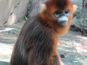 Смотреть фото Рокселланов ринопитек Фото Рокселланов ринопитек