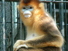 Смотреть фото Рокселланов ринопитек Фото Рокселланов ринопитек