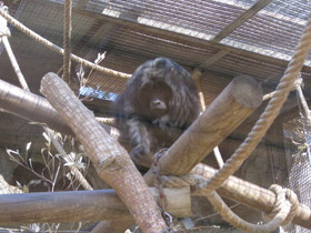 Смотреть фото Черный ревун Фото Черный ревун