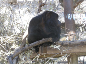 Смотреть фото Черный ревун Фото Черный ревун