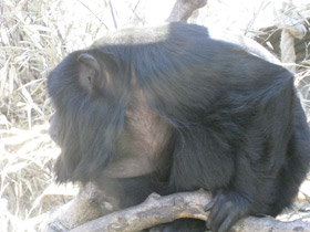 Смотреть фото Черный ревун Фото Черный ревун