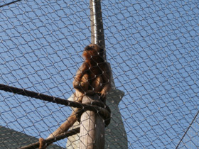 Смотреть фото Черный ревун Фото Черный ревун