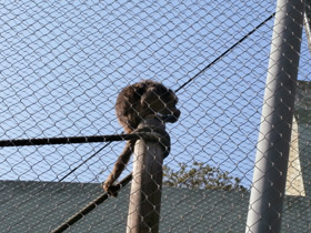 Смотреть фото Черный ревун Фото Черный ревун