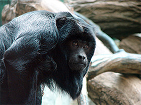 Смотреть фото Черный ревун Фото Черный ревун