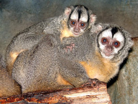 Смотреть фото Боливийская мирикина Фото Боливийская мирикина