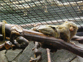 Смотреть фото Карликовая игрунка Фото Карликовая игрунка