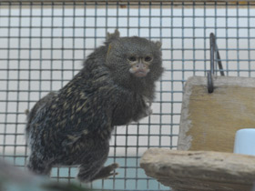 Смотреть фото Карликовая игрунка Фото Карликовая игрунка