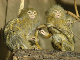 Карликовая игрунка