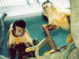 Смотреть фото Бурый капуцин Фото Бурый капуцин