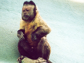 Смотреть фото Бурый капуцин Фото Бурый капуцин