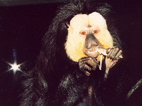 Смотреть фото Бледнолиций саки Фото Бледнолиций саки