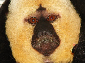 Смотреть фото Бледнолиций саки Фото Бледнолиций саки