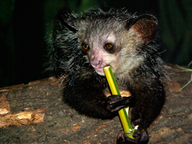 Смотреть фото Ай-ай: руконогий примат Фото Ай-ай: руконогий примат