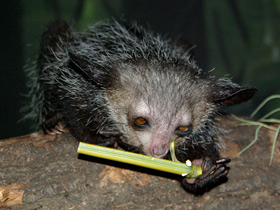 Смотреть фото Ай-ай: руконогий примат Фото Ай-ай: руконогий примат