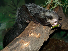 Смотреть фото Ай-ай: руконогий примат Фото Ай-ай: руконогий примат