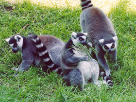 Кошачий лемур Кошачий лемур