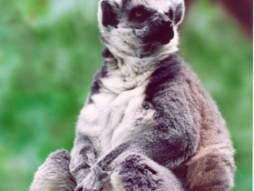 Кошачий лемур Кошачий лемур