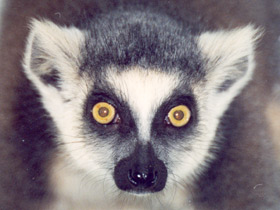 Кошачий лемур Кошачий лемур