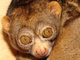 Обыкновенный потто Обыкновенный потто