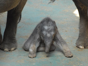 Индийский слон Индийский слон