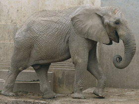 Смотреть фото 10 интересных фактов о слонах Фото 10 интересных фактов о слонах