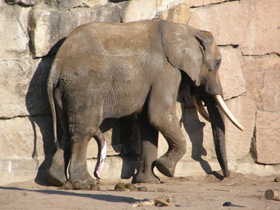 Смотреть фото 10 интересных фактов о слонах Фото 10 интересных фактов о слонах