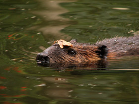 Смотреть фото Бобр Фото Бобр