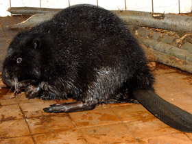 Смотреть фото Бобр Фото Бобр