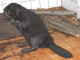 Смотреть фото Бобр Фото Бобр