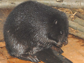 Смотреть фото Бобр Фото Бобр