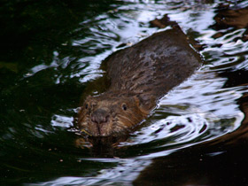 Смотреть фото Бобр Фото Бобр
