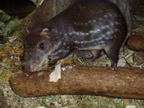 Смотреть фото Пака Фото Пака