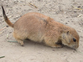 Смотреть фото Чернохвостая луговая собачка Фото Чернохвостая луговая собачка