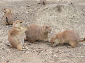 Смотреть фото Чернохвостая луговая собачка Фото Чернохвостая луговая собачка