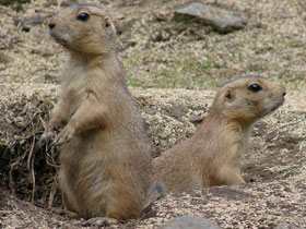 Смотреть фото Чернохвостая луговая собачка Фото Чернохвостая луговая собачка