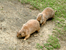 Чернохвостая луговая собачка