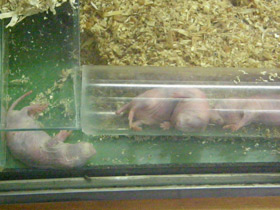 Фото Интересные факты о млекопитающих