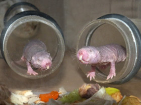 Смотреть фото Голый землекоп Фото Голый землекоп