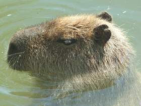 Капибара Капибара