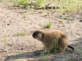 Смотреть фото Байбак Фото Байбак
