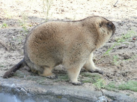 Смотреть фото Байбак Фото Байбак