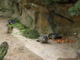 Смотреть фото Альпийский сурок Фото Альпийский сурок