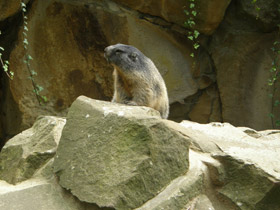 Смотреть фото Альпийский сурок Фото Альпийский сурок