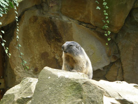 Смотреть фото Альпийский сурок Фото Альпийский сурок