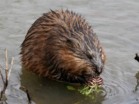 Смотреть фото Ондатра Фото Ондатра